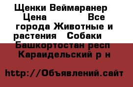 Щенки Веймаранер › Цена ­ 40 000 - Все города Животные и растения » Собаки   . Башкортостан респ.,Караидельский р-н